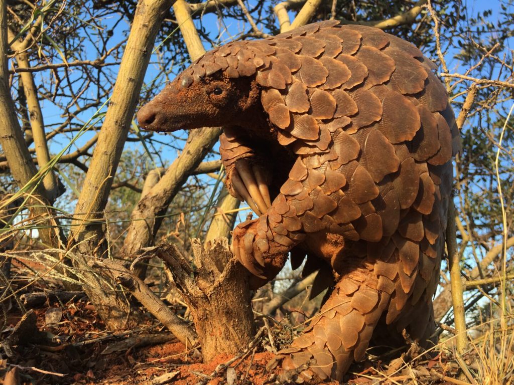 Participate in a Pangolin Research project