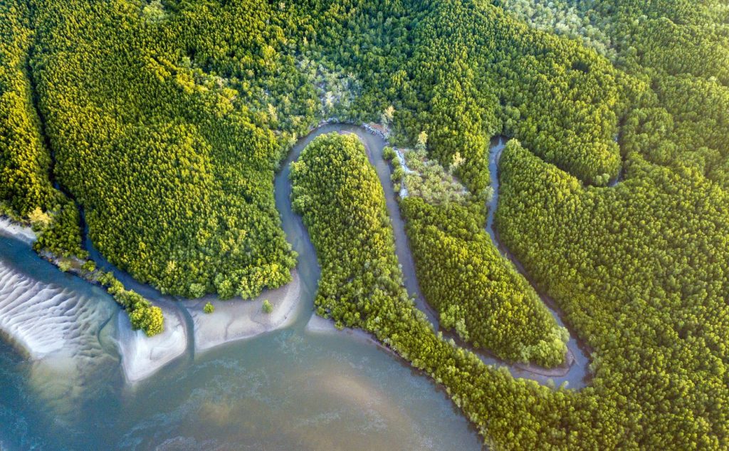 Mangrove Forest Borneo Malaysia