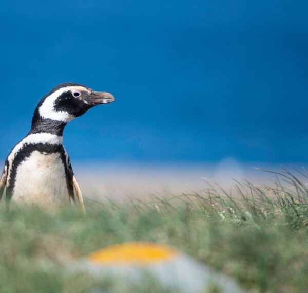 Falkland Islands