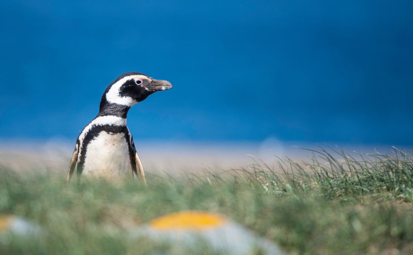 Falkland Islands