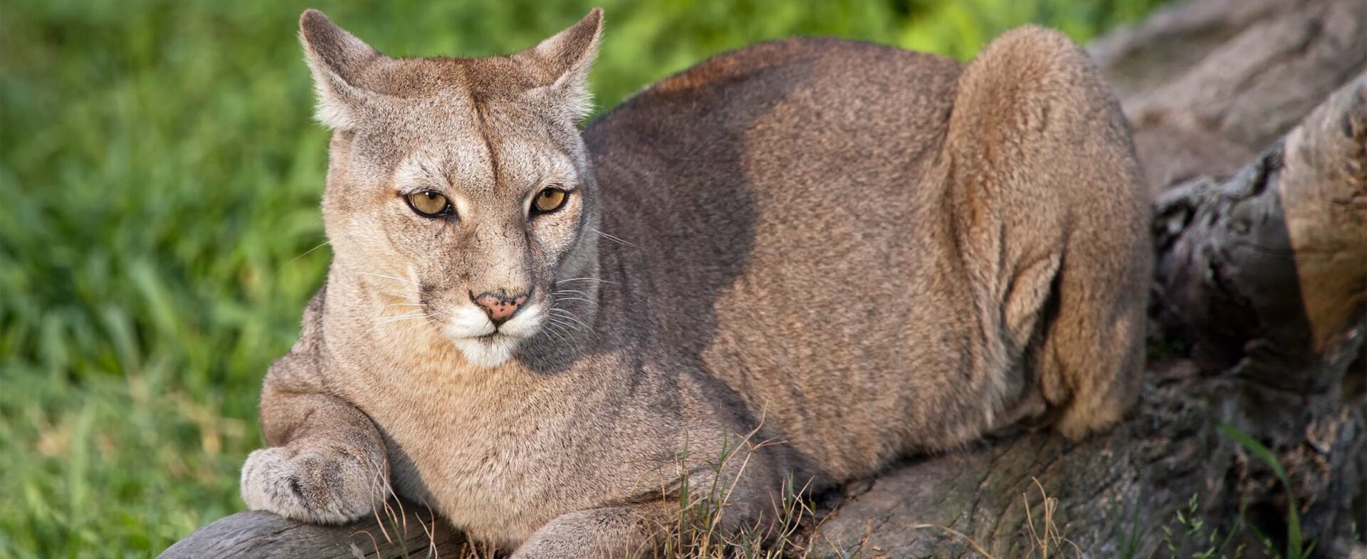 Track Puma in Patagonia’s wilderness
