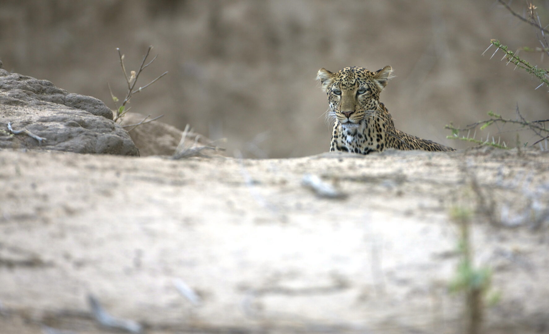 Cheetah near Sarara, Kenya