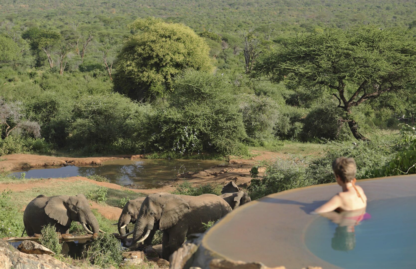 Elephants at Sarara, Kenya