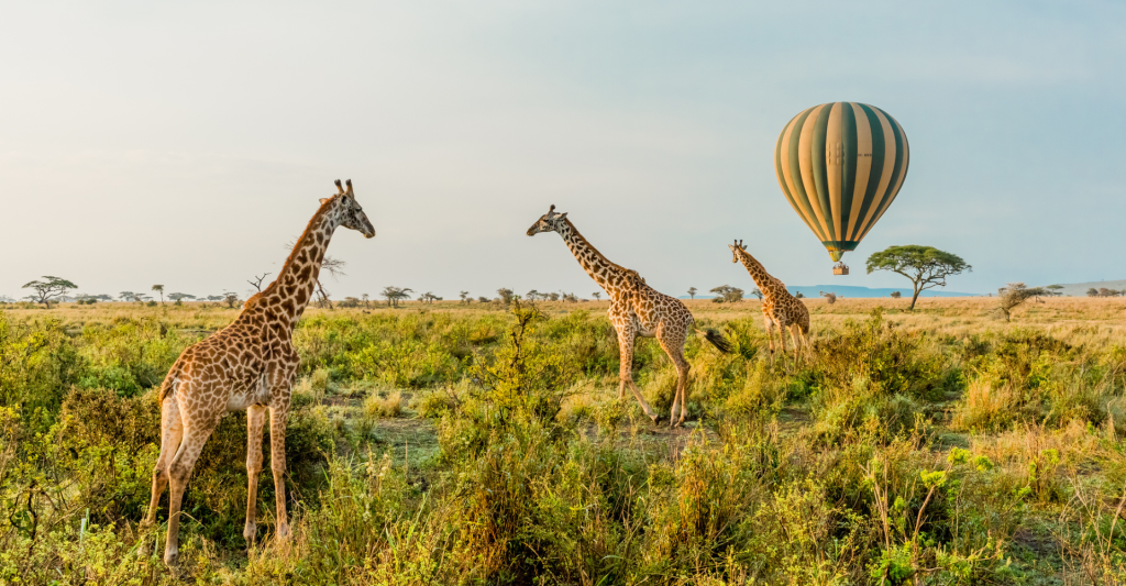 Hot air balloon safari over the Serengeti with giraffes below in Tanzania