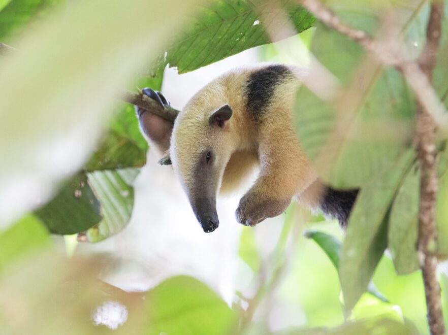 Southern Tamandua, Cristalino Lodge, Amazon Brazil