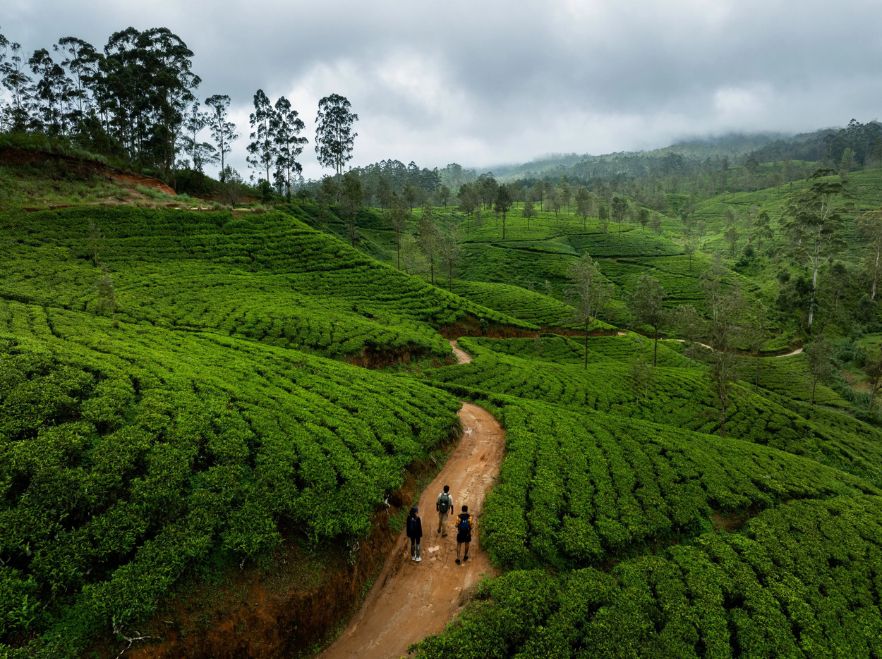 Pekoe Trail, Ceylon Tea Trails, Hill Country, Sri Lanka