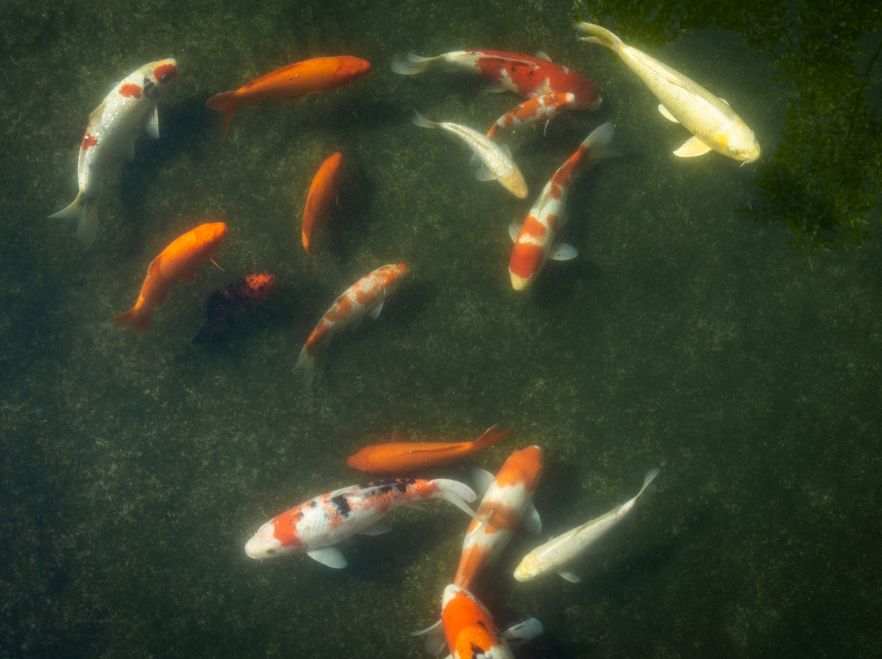 Koi Pond, Sasayuri-Ann, Nara, Japan