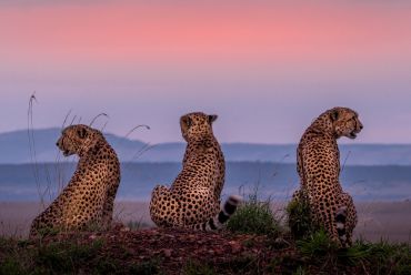 Maasai Mara