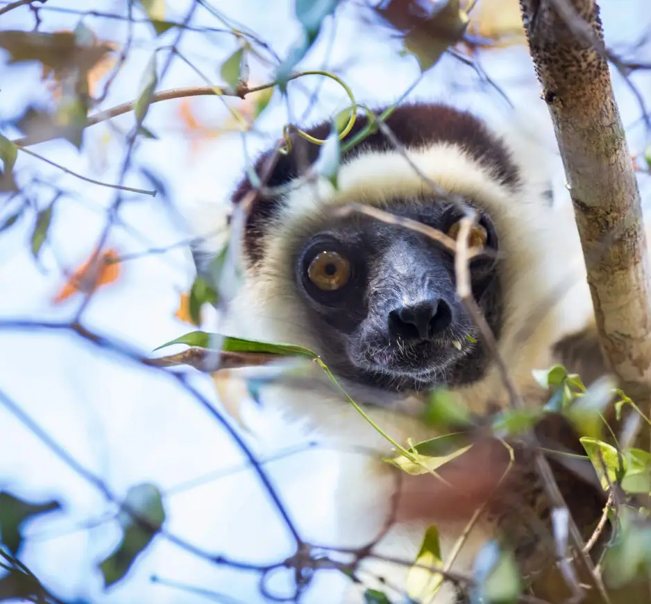 Madagascar: Land of Lemurs