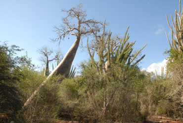 Spiny forest Madagascar