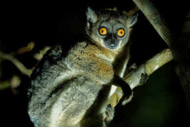 Night walk, Madagascar