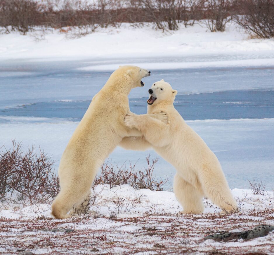 Polar Bears + Canadian Lakes