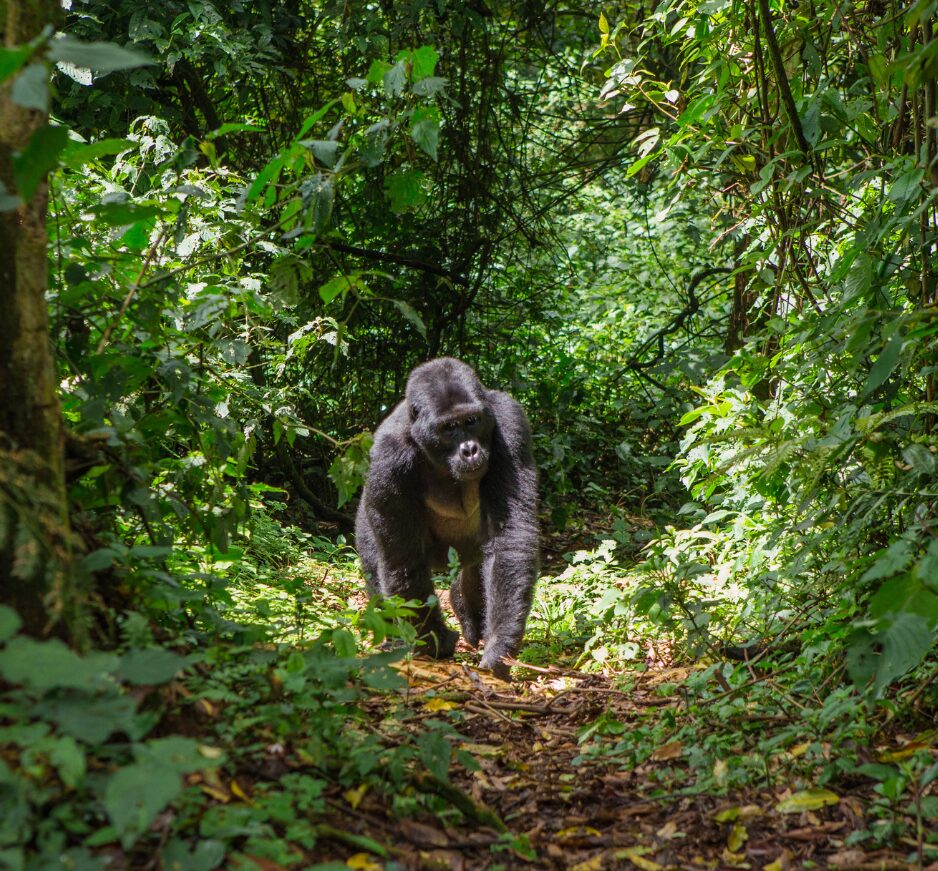 Volcanoes National Park, Rwanda