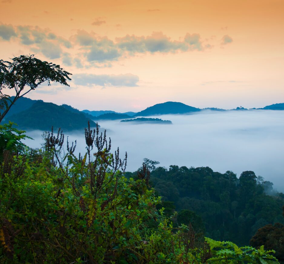 Nyungwe National Park, Rwanda