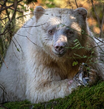 Spirit Bear Lodge, British Columbian Wilderness