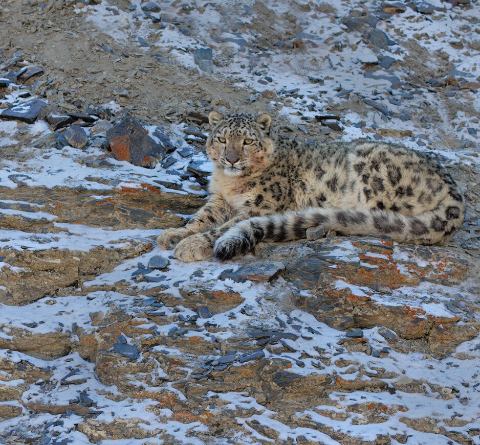 Khunjerab National Park, Pakistan