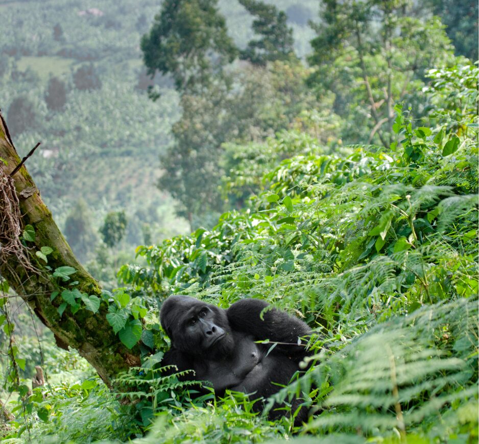 A Journey Through South Africa +Uganda