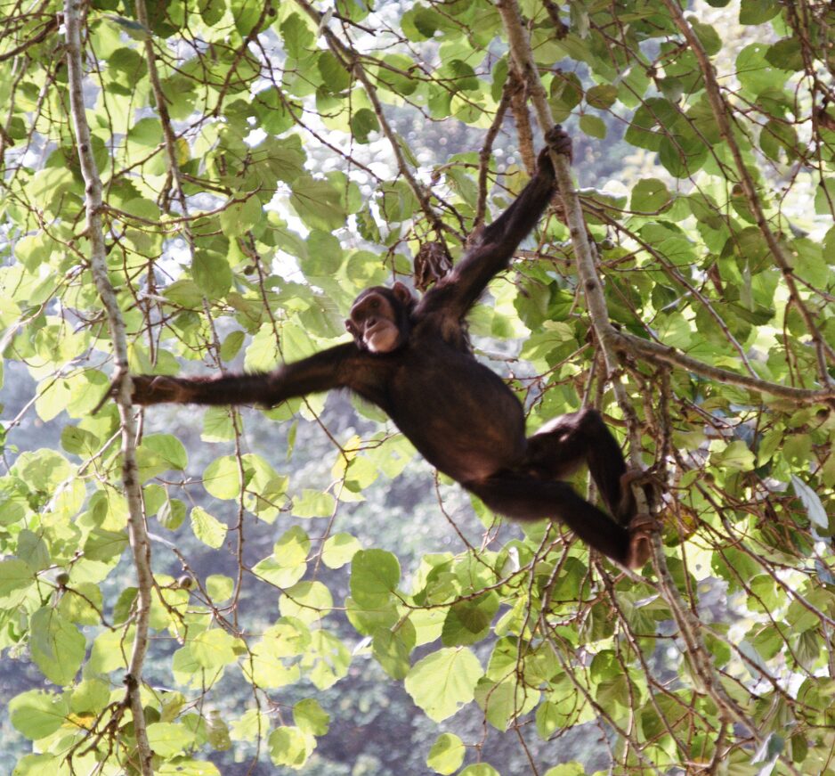 Three weeks in Uganda: Gorillas, Chimps + the Nile