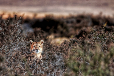 Puma Torres del Paine