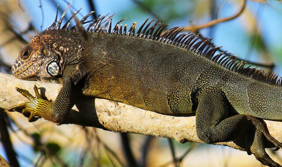 Green Iguana, Costa Rica