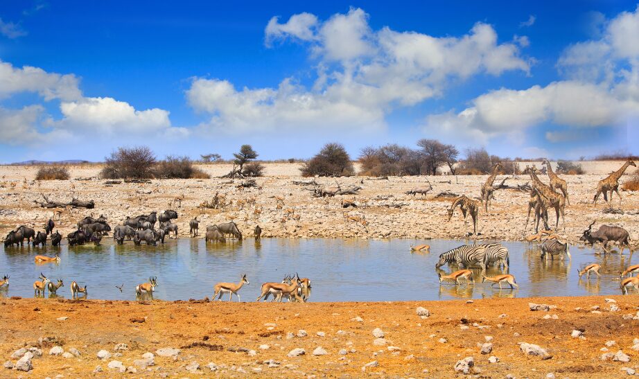 Etosha National Park, Namibia