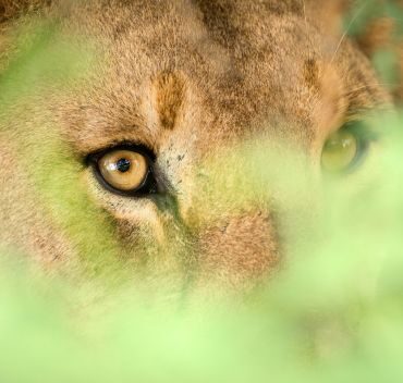 Madikwe Game Reserve