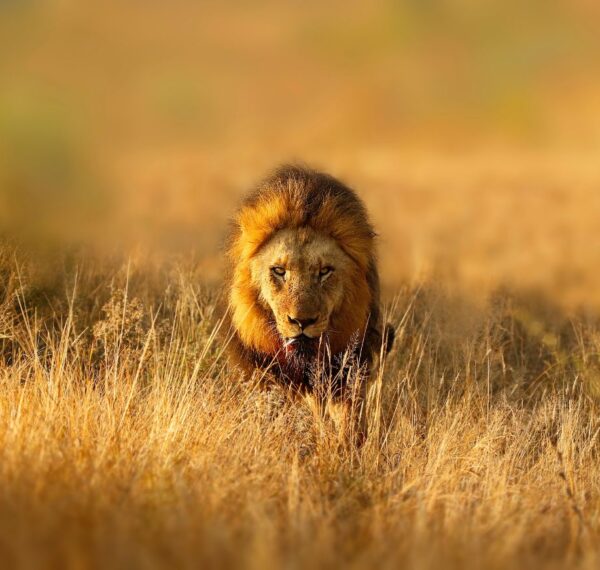 The Greater Kruger