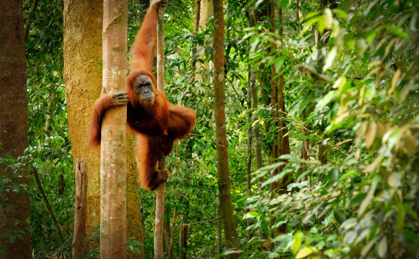 Borneo