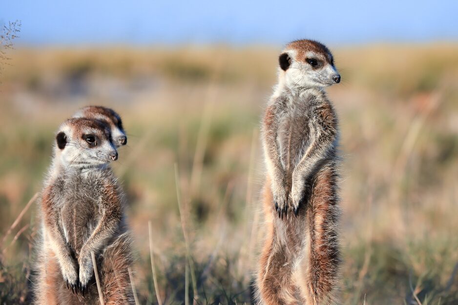 Southern Africa Explorer