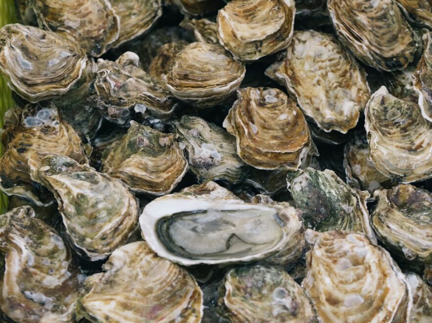 Oysters, Maine, USA