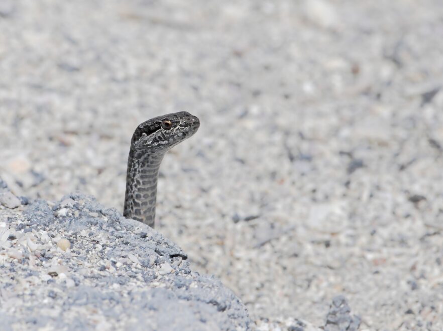 Banded Galapagos snake on Fernandina Island