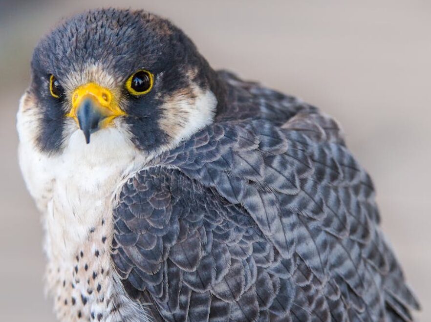 Peregrine Falcon, Vermont, USA