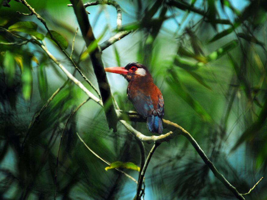White Eared Jacamar, Aria Cruise, Amazon Rainforest, Peru