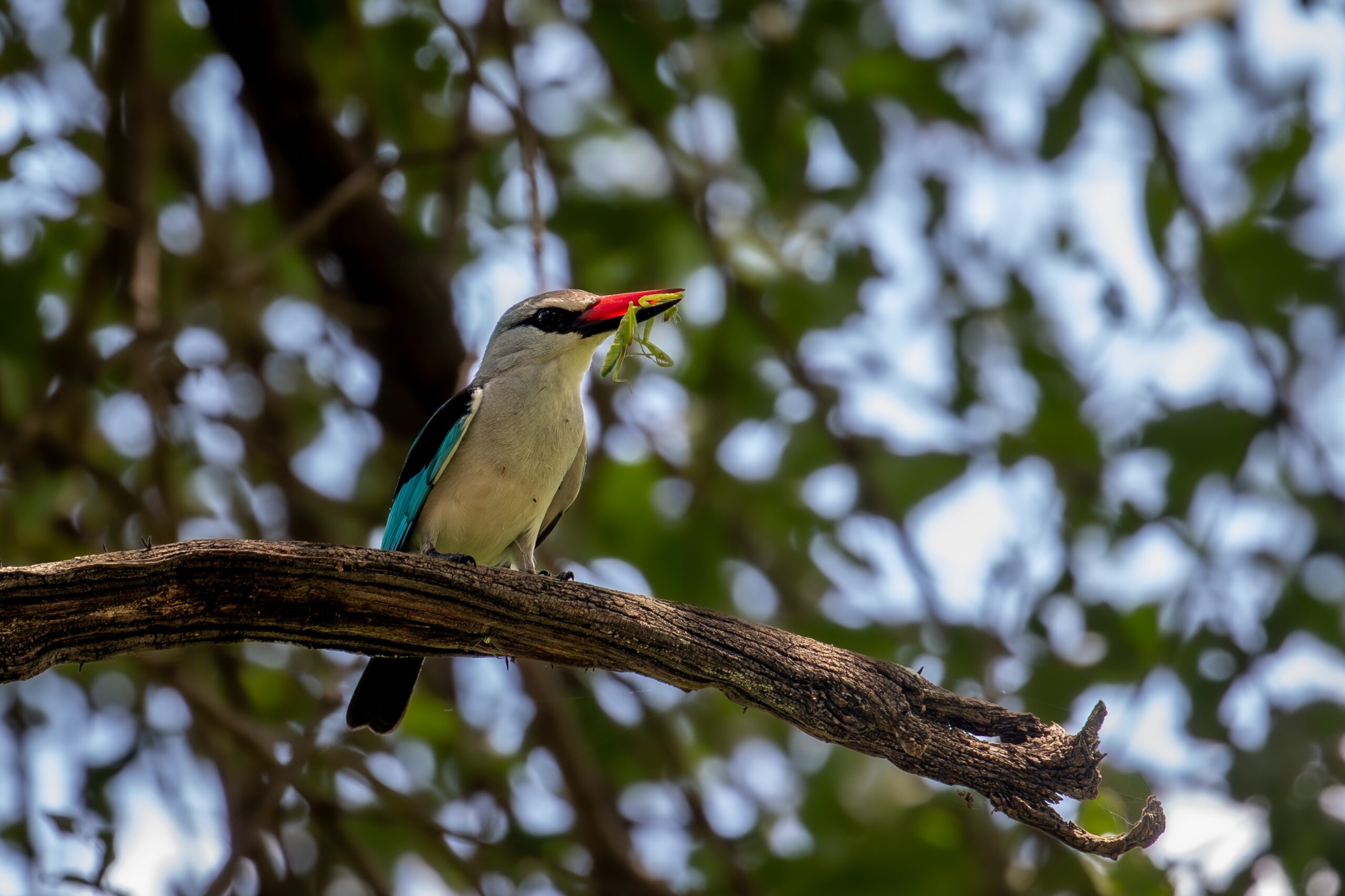 Woodland-kingfisher-malawi-cheryl-jayaratne-lacI58sFKQM-unsplash-scaled-1