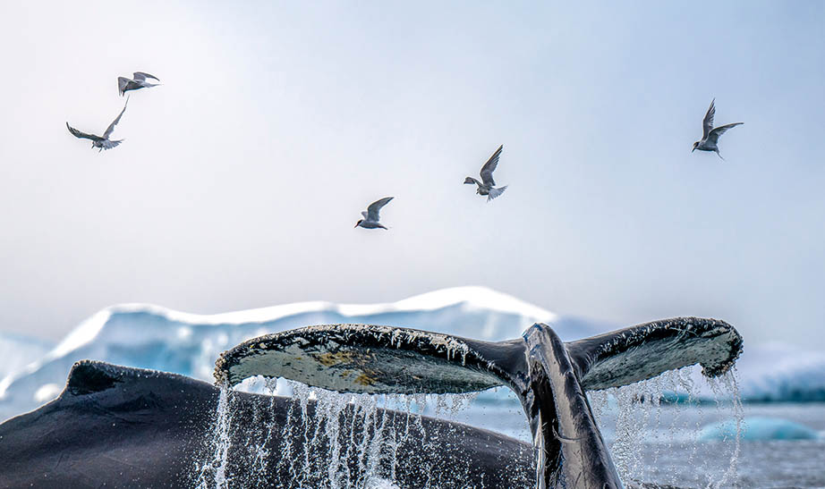 antarctica-gallery-landscape-Artboard-2