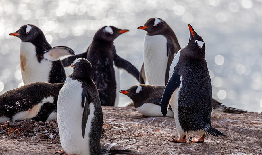 antarctica-gallery-landscape-Artboard-3