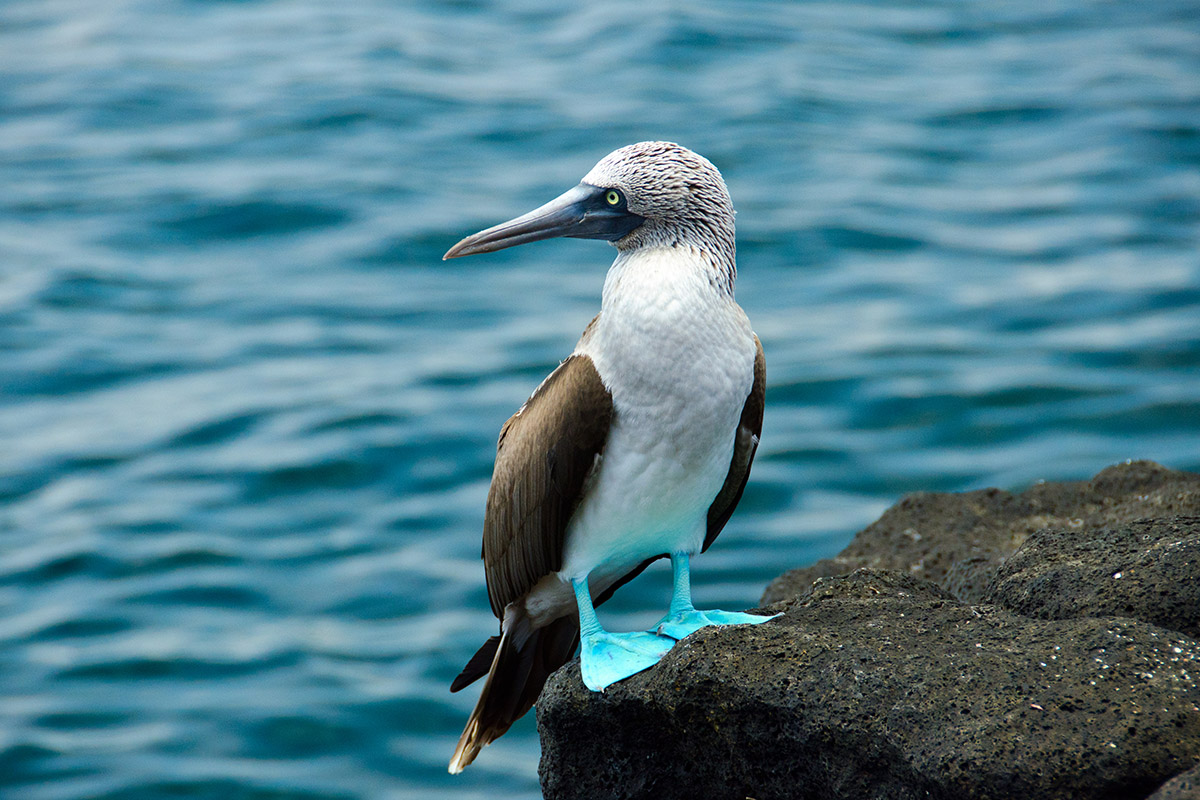 Blue Footed Boobie in The Galapagos