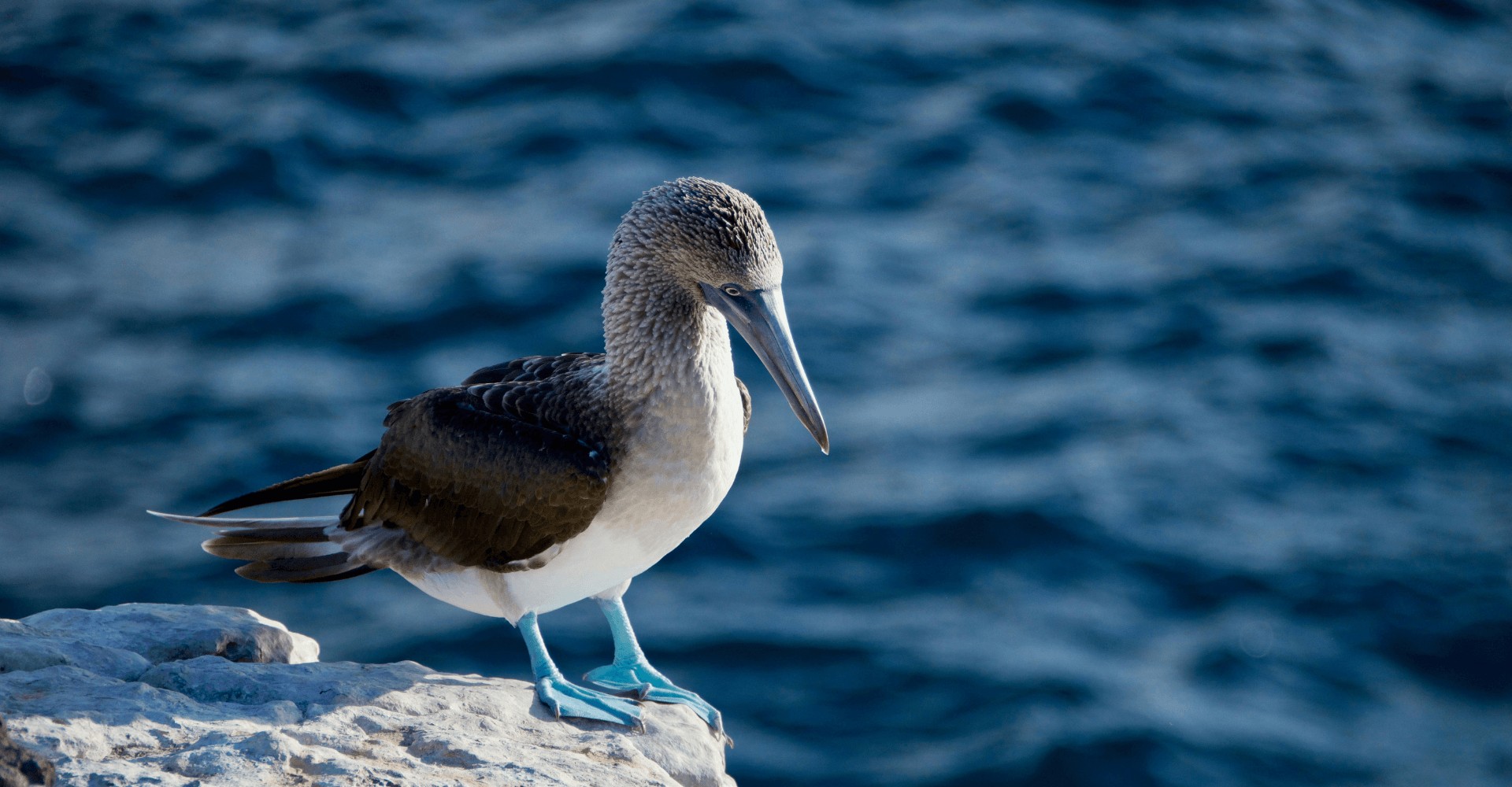 A Menu of Rainforests, Volcanoes + the Galápagos Islands