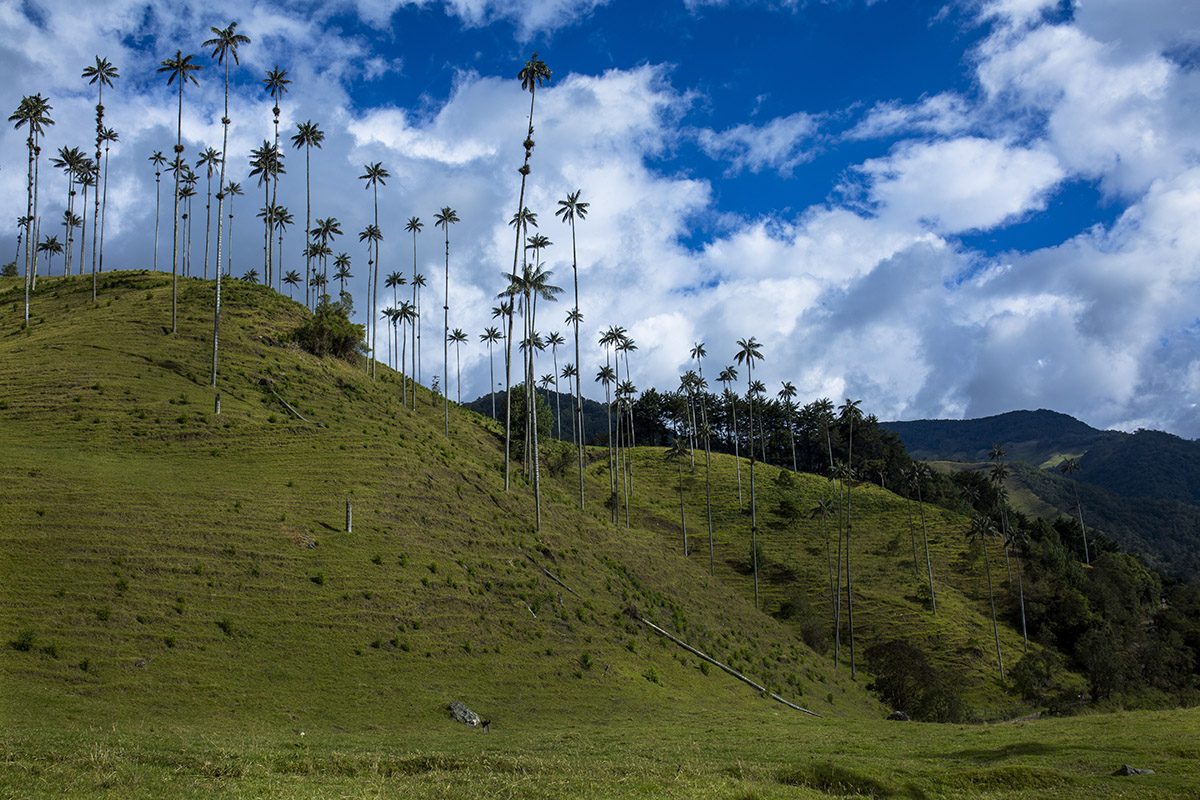 Discovering Colombia: Coffee, Coast, and Culture