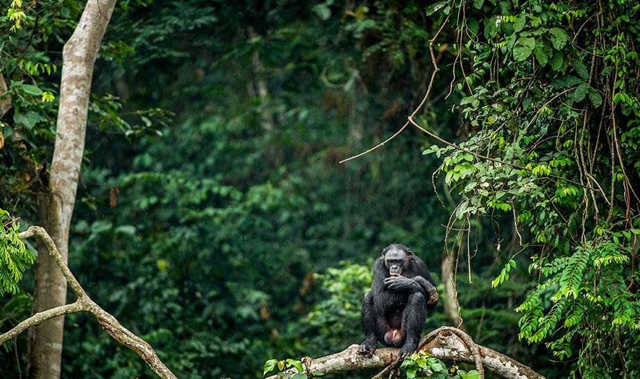congo-gallery-landscape-Artboard-3