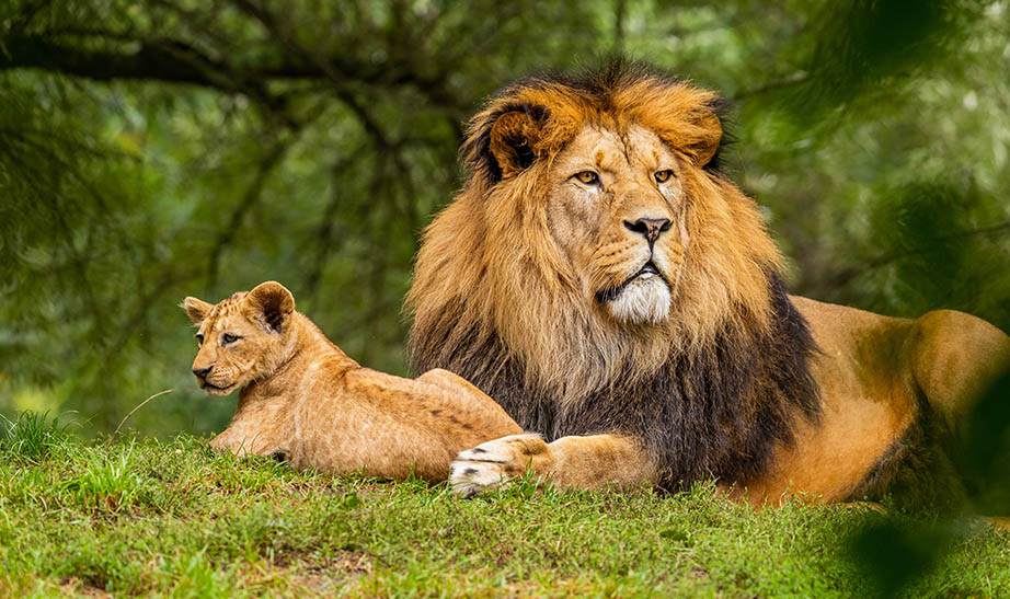 lions from our Congo safari