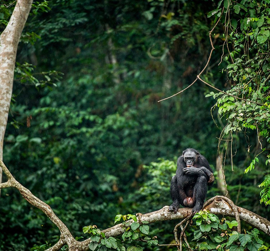 Pioneering Safaris: The Wild and Remote Congo