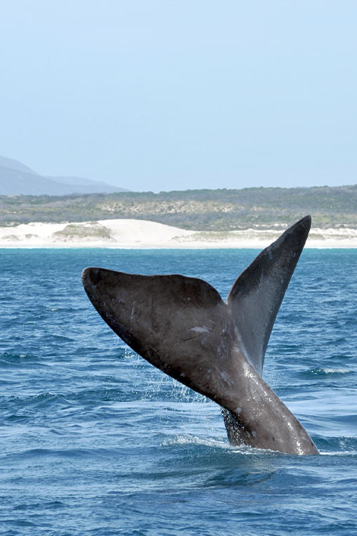 gallery-portraitWhale-cape