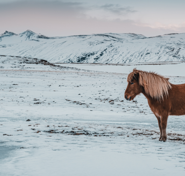 Iceland