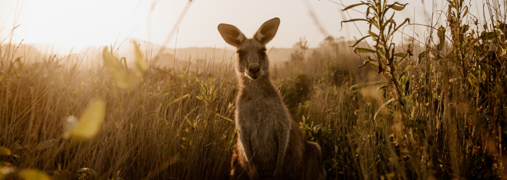 Kangaroo staring outback