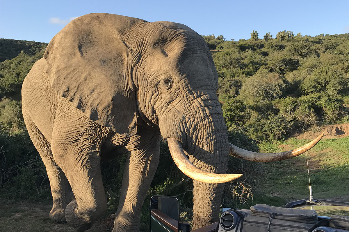 Experience wilderness at Kariega Game Reserve, the home of the ‘Big Five’