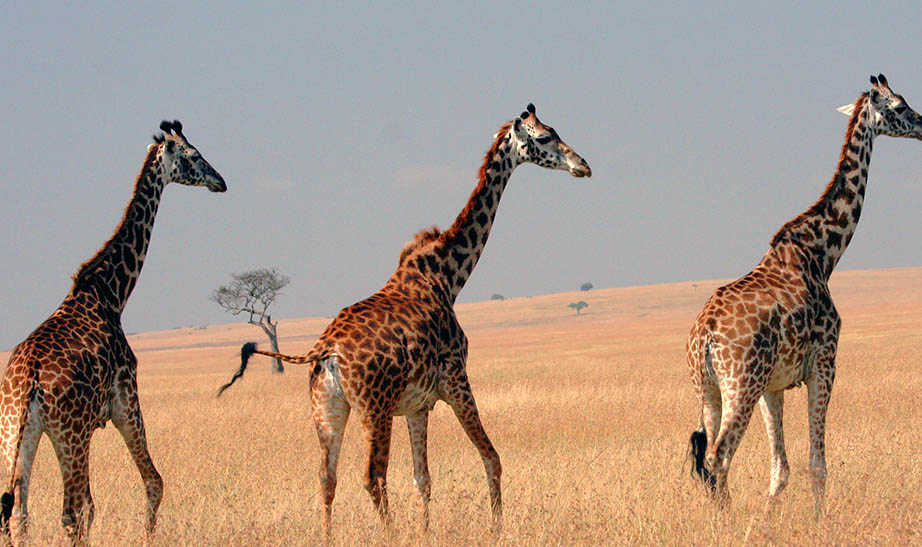kenya-gallery-landscape-Artboard-5