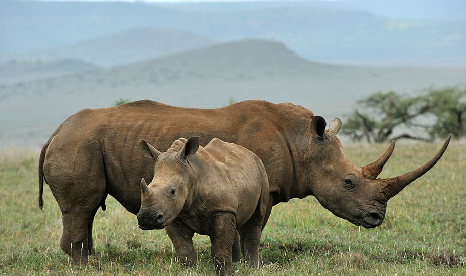 kenya-gallery-landscape-Artboard-8