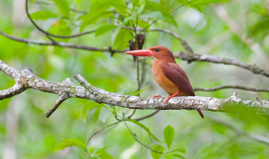 Bird Nepal 10 day itinerary