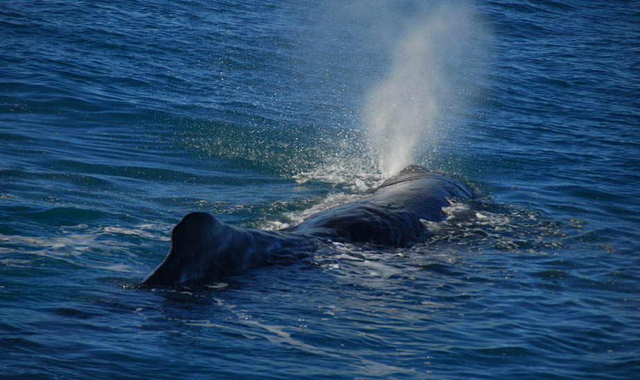 new-zealand-gallery-landscape-Artboard-8